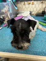 Austin's Parti male, a male Miniature Schnauzer for sale in Frankston, TX – 6 of 6