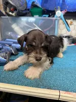 Remi male #2, a male Miniature Schnauzer for sale in Frankston, TX – 3 of 5