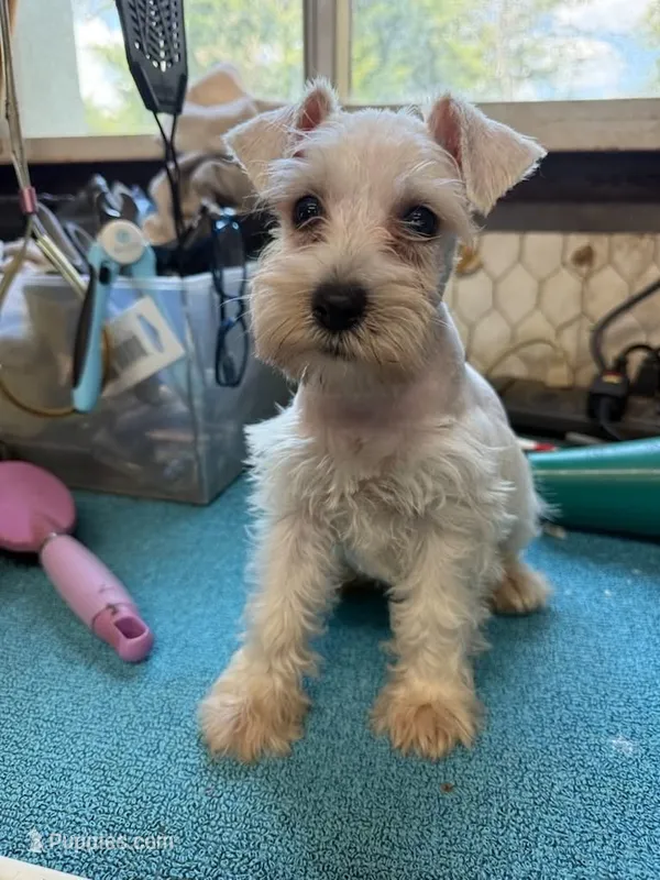 Misty female #1 – Miniature Schnauzer puppy for sale in Frankston, TX