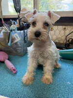 Misty female #1, a female Miniature Schnauzer for sale in Frankston, TX – 2 of 8