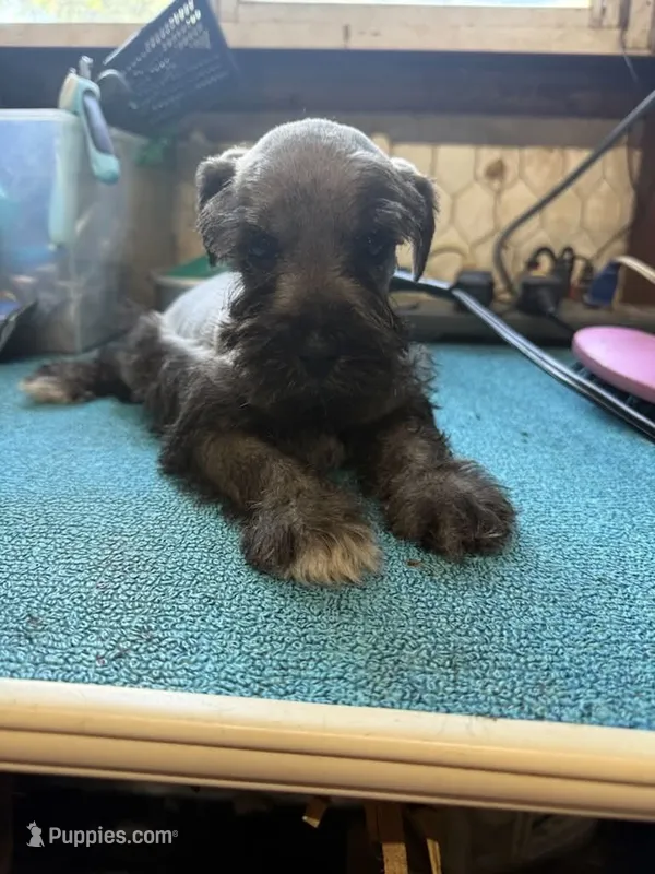 Miley Piper #2 – Miniature Schnauzer puppy for sale in Frankston, TX
