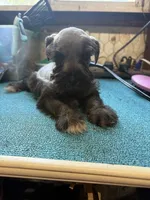 Miley Piper #2, a male Miniature Schnauzer for sale in Frankston, TX – 1 of 4