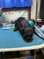 Remi female #1, a female Miniature Schnauzer for sale in Frankston, TX – 5 of 6