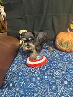 Charley's male #2, a male Miniature Schnauzer for sale in Frankston, TX – 5 of 8