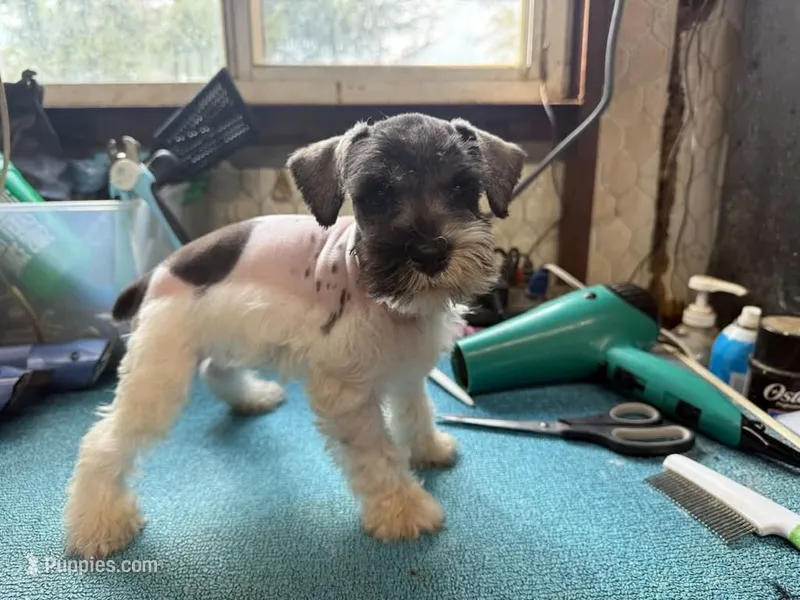 Miley Piper #1 – Miniature Schnauzer puppy for sale in Frankston, TX