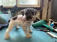 Miley Piper #1, a male Miniature Schnauzer for sale in Frankston, TX – 1 of 5