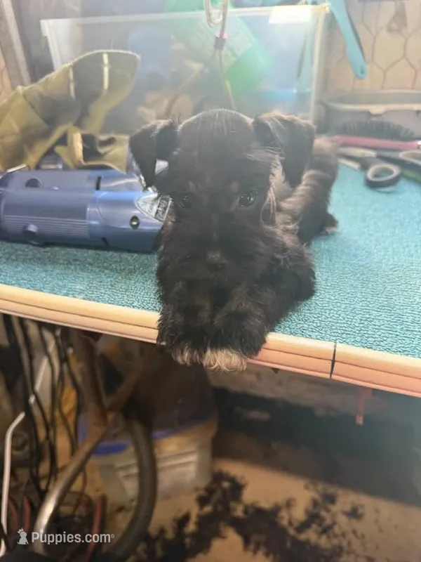 Miley Piper #4 – Miniature Schnauzer puppy for sale in Frankston, TX