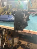 Miley Piper #4, a female Miniature Schnauzer for sale in Frankston, TX – 4 of 5