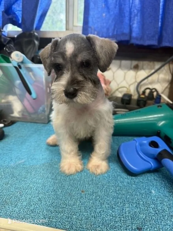 Piper's male #2 – Miniature Schnauzer puppy for sale in Frankston, TX