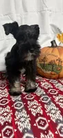 Miley Piper #2, a male Miniature Schnauzer for sale in Frankston, TX – 3 of 7