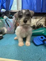Piper's male #2, a male Miniature Schnauzer for sale in Frankston, TX – 3 of 5
