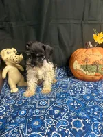 Charley's male #1, a male Miniature Schnauzer for sale in Frankston, TX – 6 of 7