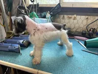 Miley Piper #1, a male Miniature Schnauzer for sale in Frankston, TX – 3 of 5