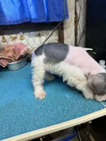 Piper's female #1, a female Miniature Schnauzer for sale in Frankston, TX – 4 of 4