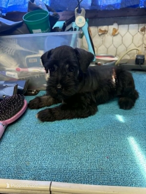 Remi male #3 – Miniature Schnauzer puppy for sale in Frankston, TX