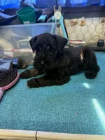 Remi male #3, a male Miniature Schnauzer for sale in Frankston, TX – 2 of 5