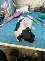 Austin's Parti male, a male Miniature Schnauzer for sale in Frankston, TX – 4 of 6