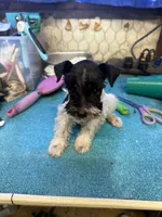 Austin's Parti male, a male Miniature Schnauzer for sale in Frankston, TX – 2 of 6