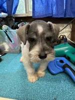 Piper's male #2, a male Miniature Schnauzer for sale in Frankston, TX – 4 of 5
