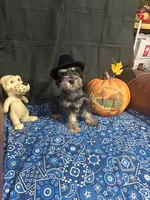 Charley's male #2, a male Miniature Schnauzer for sale in Frankston, TX – 3 of 8