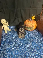Charley's male #2, a male Miniature Schnauzer for sale in Frankston, TX – 2 of 8