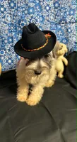 Piper's male #2, a male Miniature Schnauzer for sale in Frankston, TX – 3 of 8
