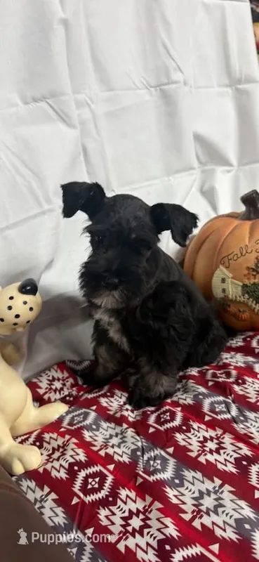 Miley Piper #2 – Miniature Schnauzer puppy for sale in Frankston, TX