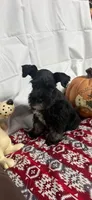 Miley Piper #2, a male Miniature Schnauzer for sale in Frankston, TX – 4 of 7