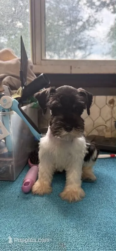 Charley's male #1 – Miniature Schnauzer puppy for sale in Frankston, TX