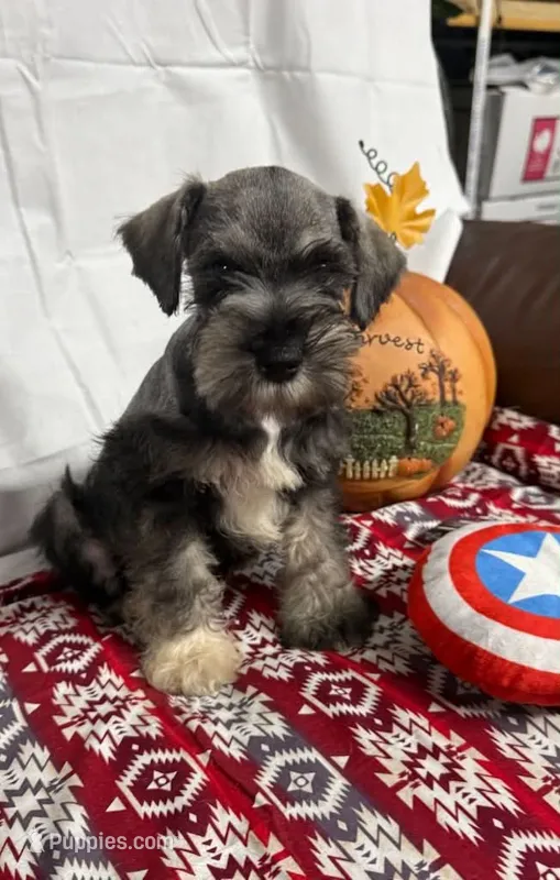 Miley Piper #3 – Miniature Schnauzer puppy for sale in Frankston, TX