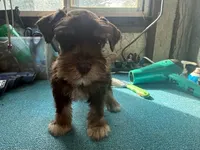 Miley Piper #3, a male Miniature Schnauzer for sale in Frankston, TX – 3 of 5