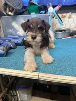 Remi male #2, a male Miniature Schnauzer for sale in Frankston, TX – 4 of 5