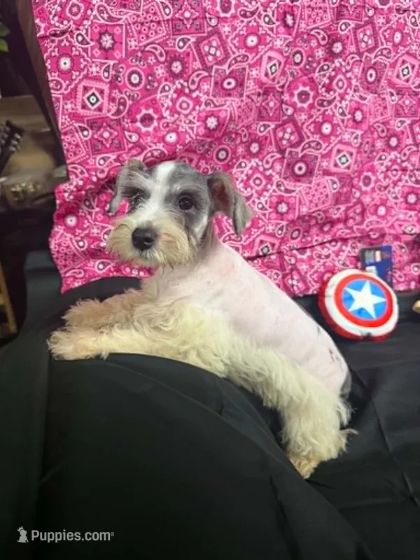 Piper's female #1 – Miniature Schnauzer puppy for sale in Frankston, TX