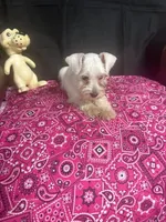 Misty female #1, a female Miniature Schnauzer for sale in Frankston, TX – 8 of 8