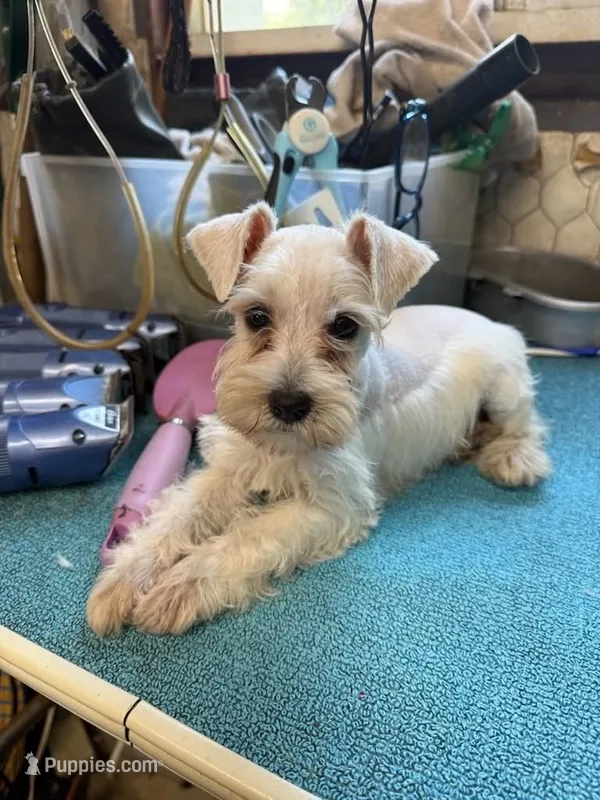 Misty female #1 – Miniature Schnauzer puppy for sale in Frankston, TX
