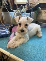 Misty female #1, a female Miniature Schnauzer for sale in Frankston, TX – 3 of 8
