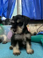 Piper's male #1, a male Miniature Schnauzer for sale in Frankston, TX – 2 of 4