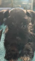 Miley Piper #4, a female Miniature Schnauzer for sale in Frankston, TX – 5 of 5