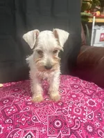 Misty female #1, a female Miniature Schnauzer for sale in Frankston, TX – 6 of 8