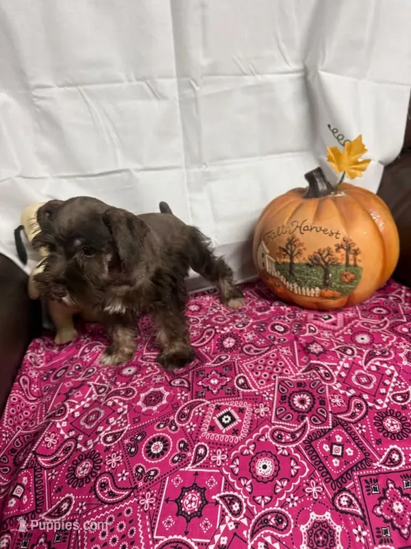 Destiny #1 – Miniature Schnauzer puppy for sale in Frankston, TX