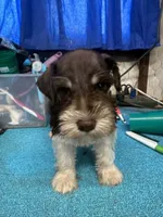 Remi male #2, a male Miniature Schnauzer for sale in Frankston, TX – 2 of 5