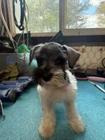 Miley Piper #1, a male Miniature Schnauzer for sale in Frankston, TX – 5 of 5