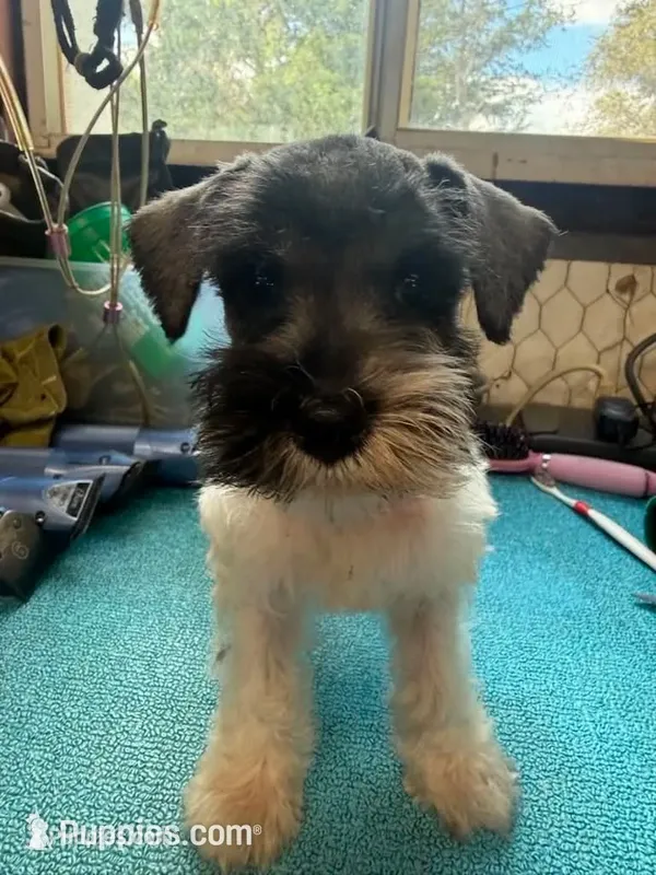 Miley Piper #1 – Miniature Schnauzer puppy for sale in Frankston, TX