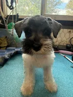 Miley Piper #1, a male Miniature Schnauzer for sale in Frankston, TX – 4 of 5