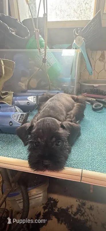 Miley Piper #4 – Miniature Schnauzer puppy for sale in Frankston, TX