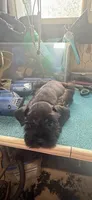 Miley Piper #4, a female Miniature Schnauzer for sale in Frankston, TX – 2 of 5
