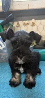 Miley Piper #2, a male Miniature Schnauzer for sale in Frankston, TX – 5 of 7