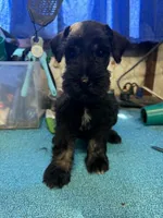 Remi male #3, a male Miniature Schnauzer for sale in Frankston, TX – 4 of 5