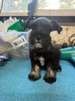 Miley Piper #2, a male Miniature Schnauzer for sale in Frankston, TX – 7 of 7