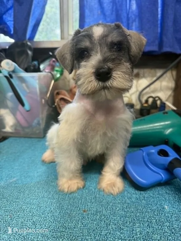 Piper's male #2 – Miniature Schnauzer puppy for sale in Frankston, TX